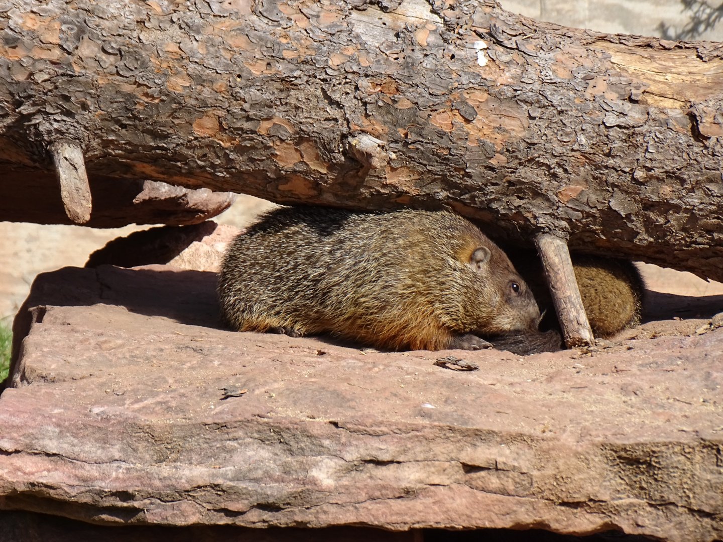 Woodchuck (Marmota monax)