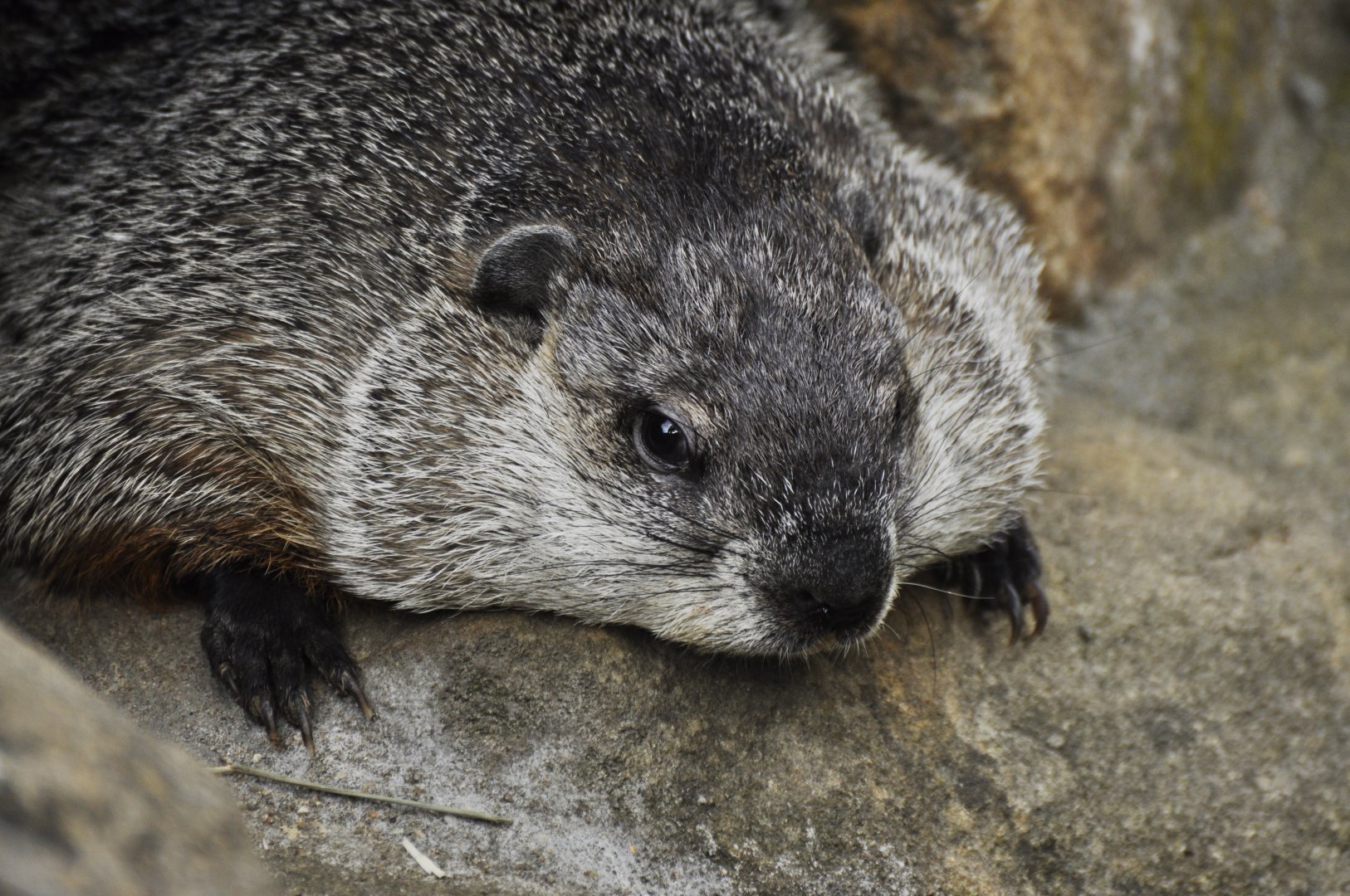 Woodchuck (Marmotta monax)