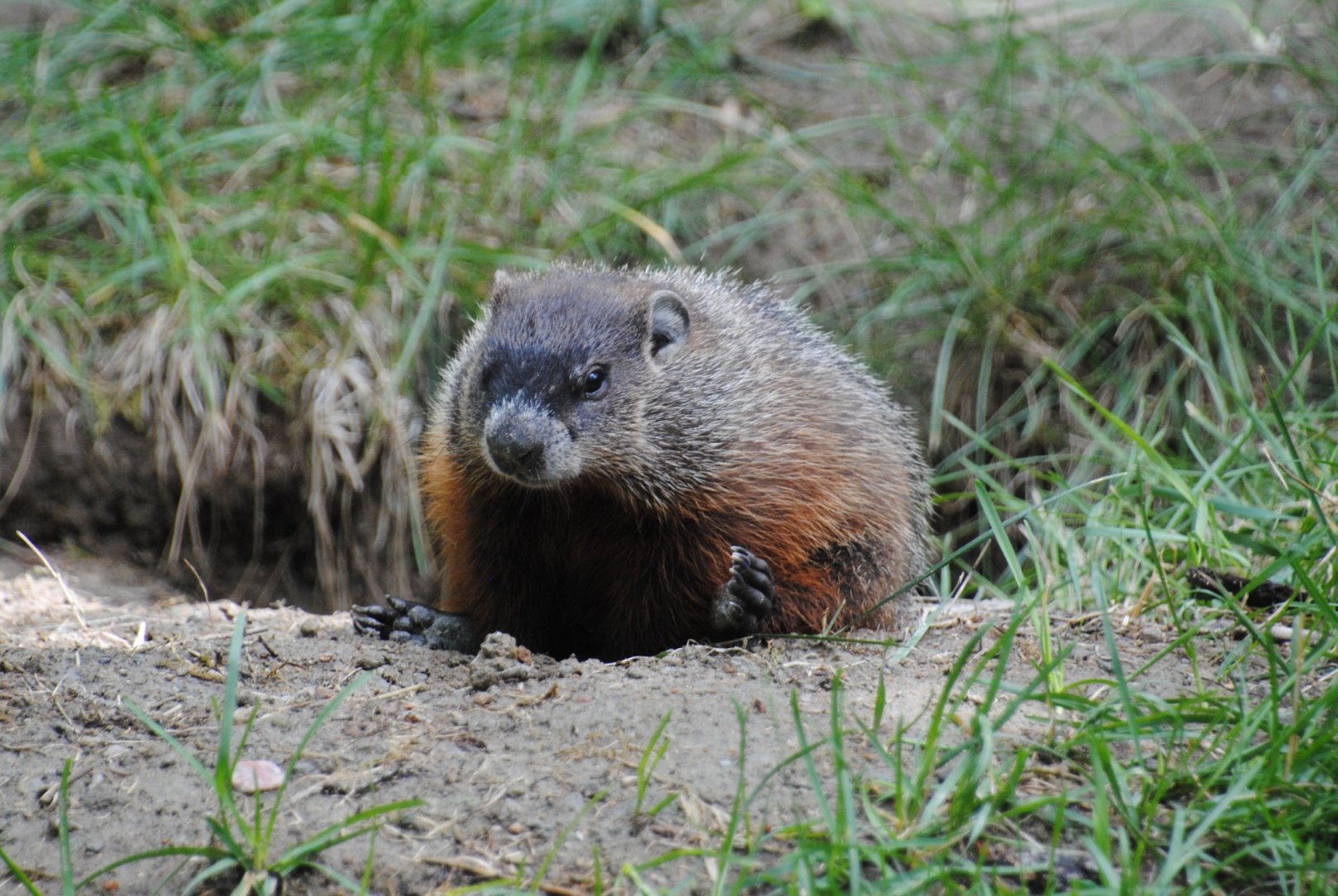 Woodchuck (Mixed Forest section)