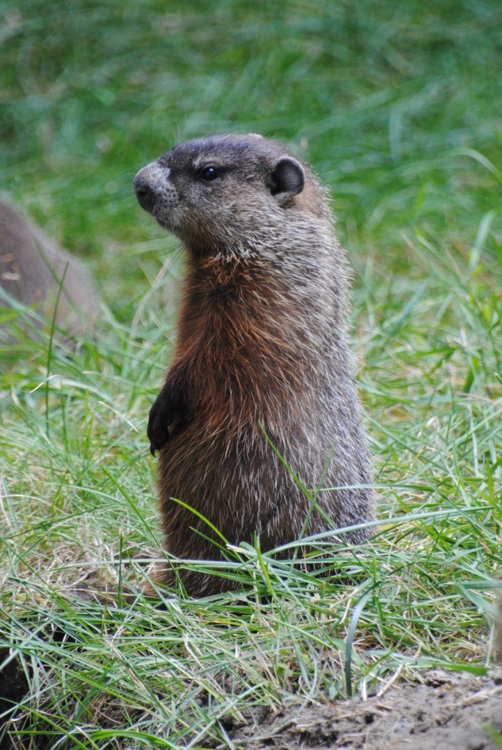 Woodchuck (Mixed Forest section)