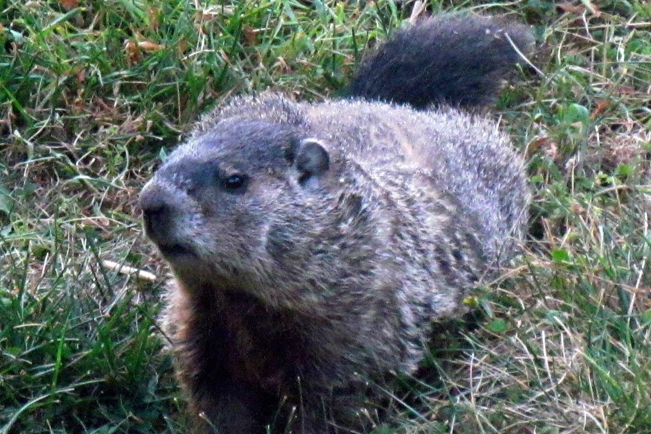 Woodchuck