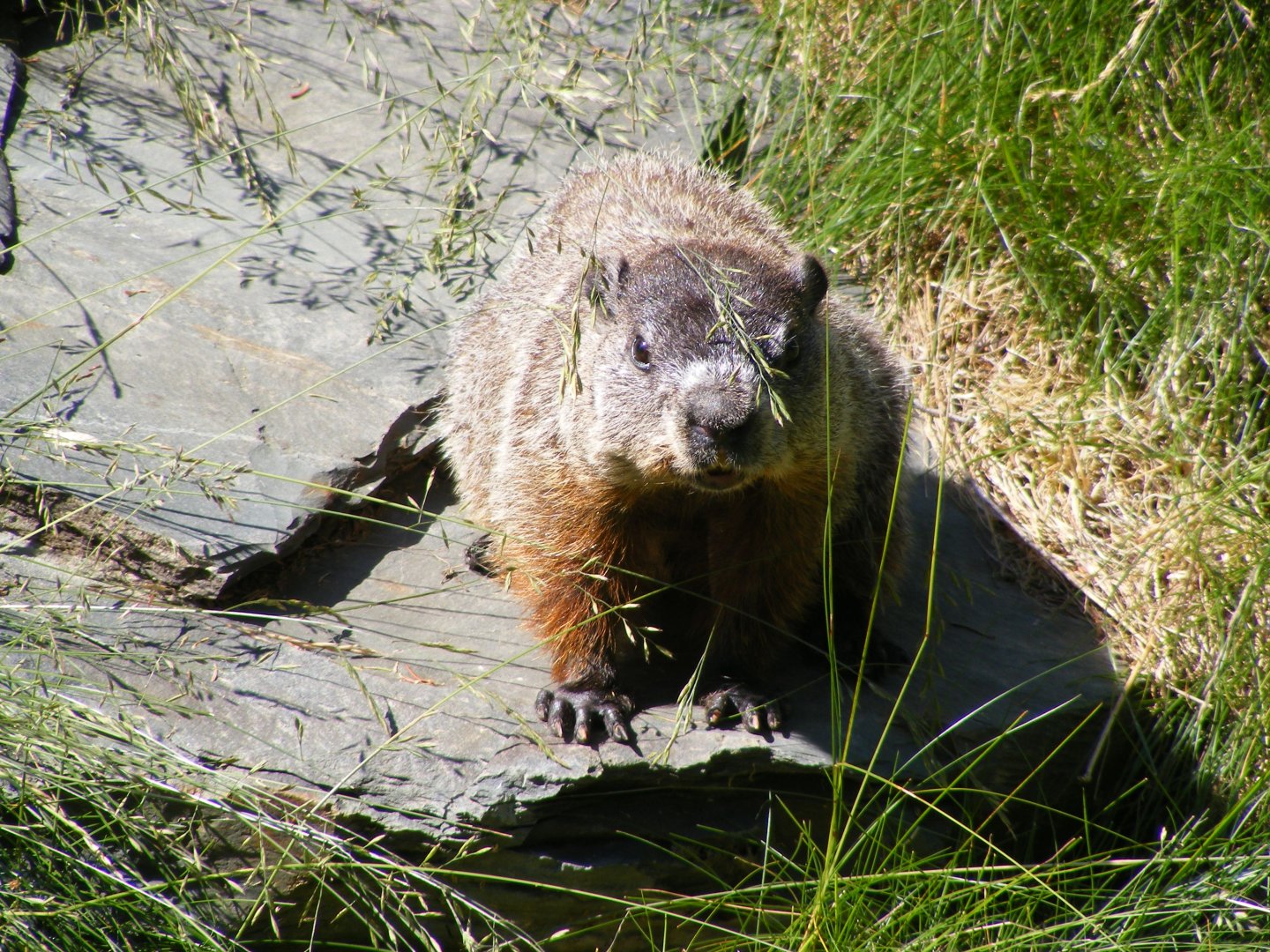 Woodchuck