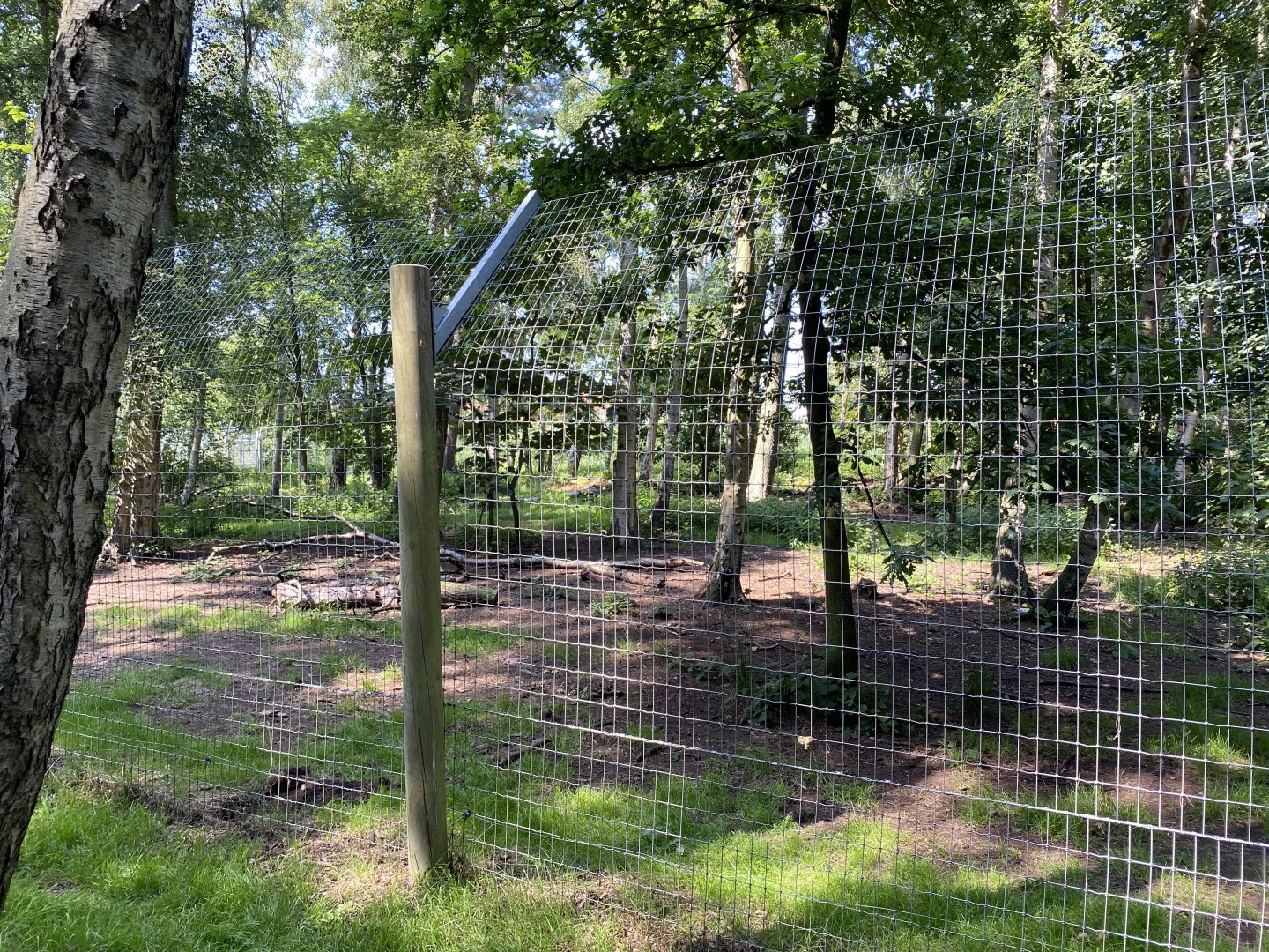 Wooded Area for Wild Dogs