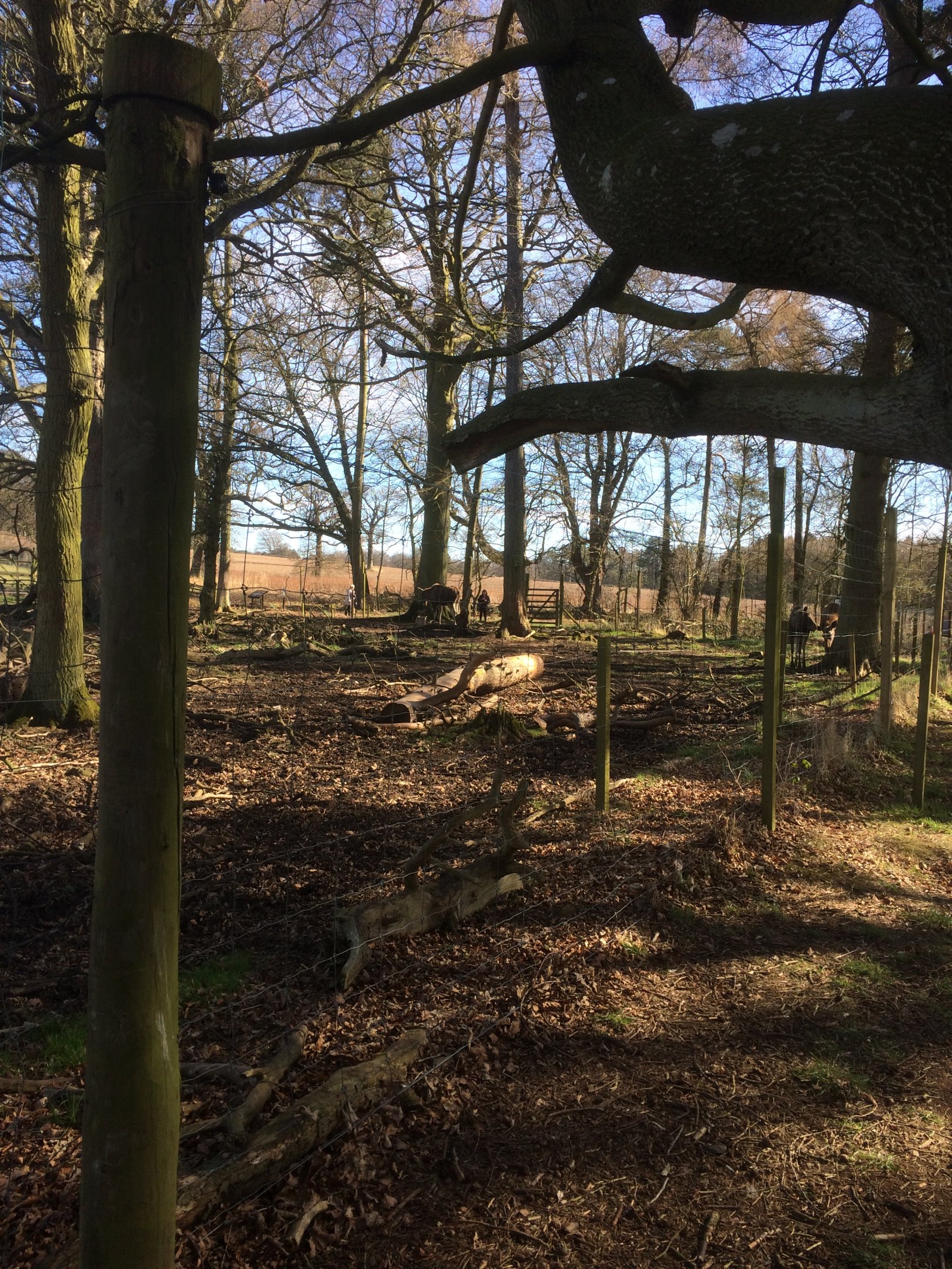 Wooded portion of European moose enclosure