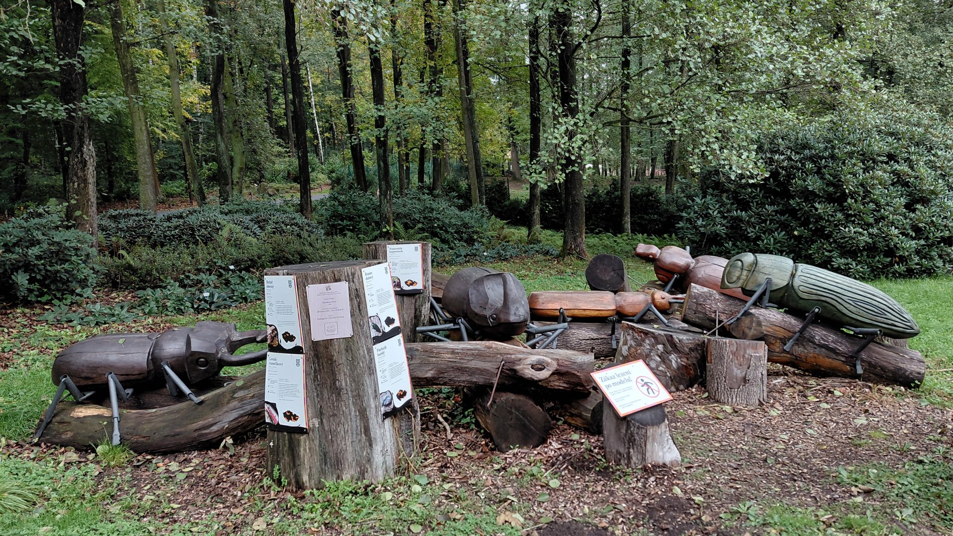 Wooden native beetles