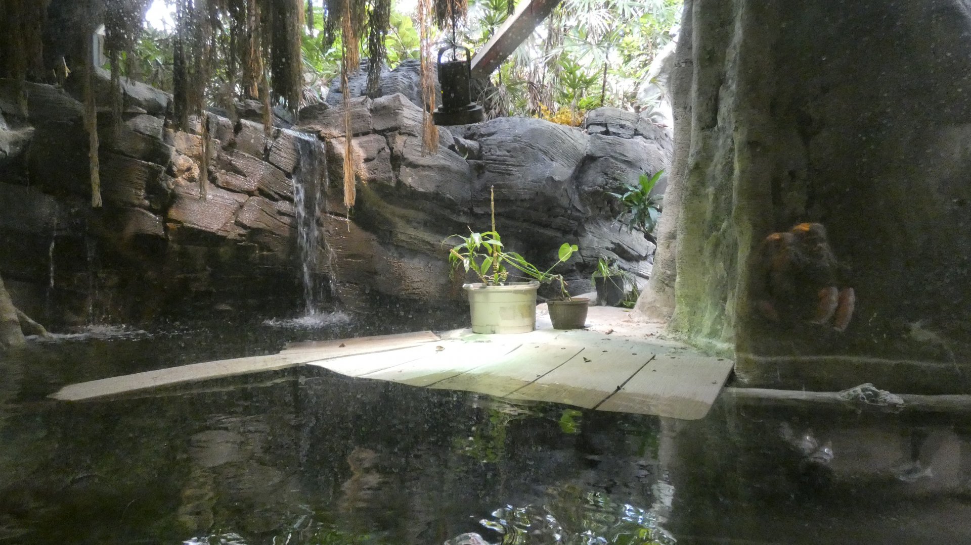 Wooden Planks & Potted Plants Added in West African Dwarf Crocodile Enclosure, African Journey - May 2022