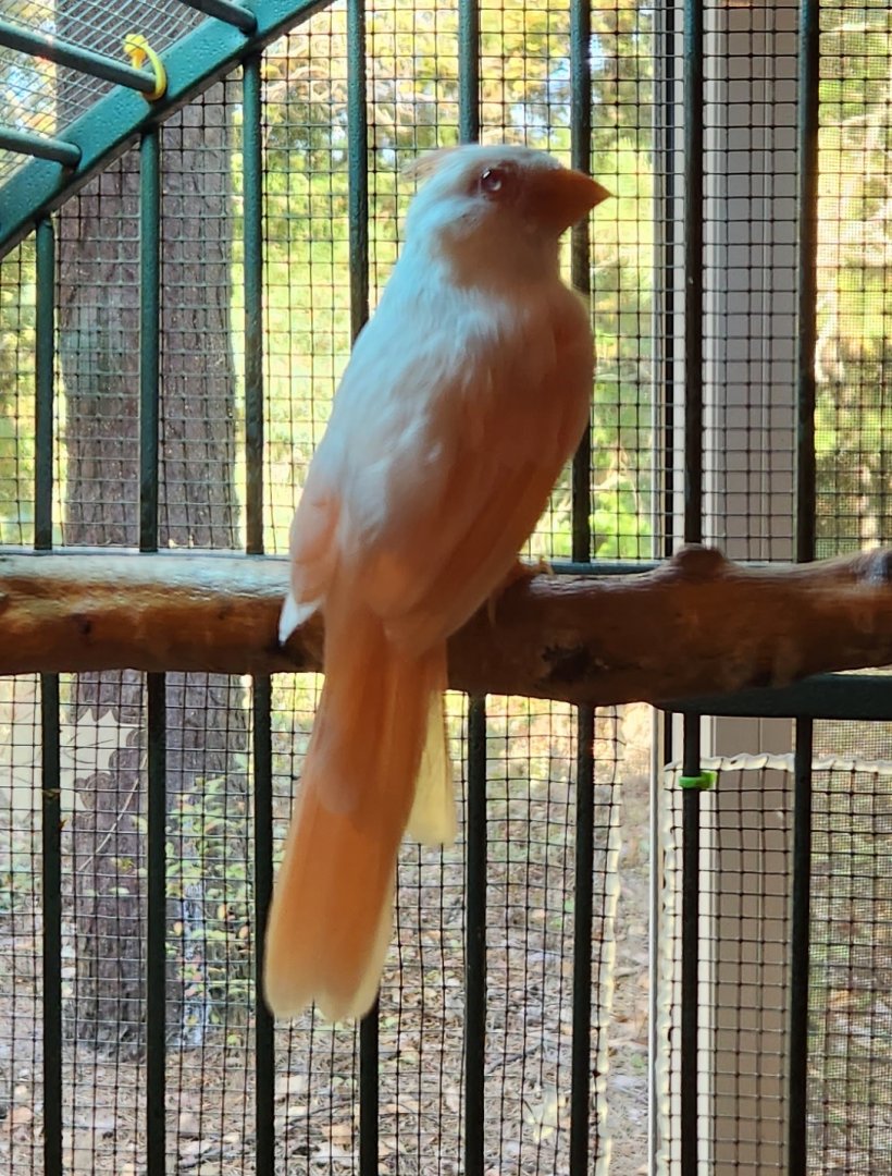 Woodford Cedar Run - Albino Northern Cardinal