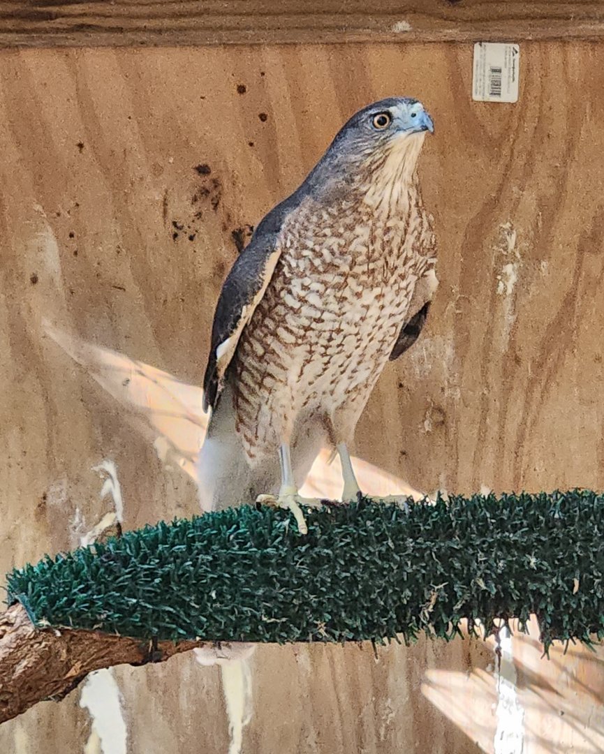 Woodford Cedar Run - Cooper's Hawk