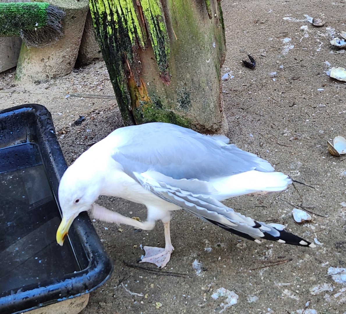 Woodford Cedar Run - Herring Gull