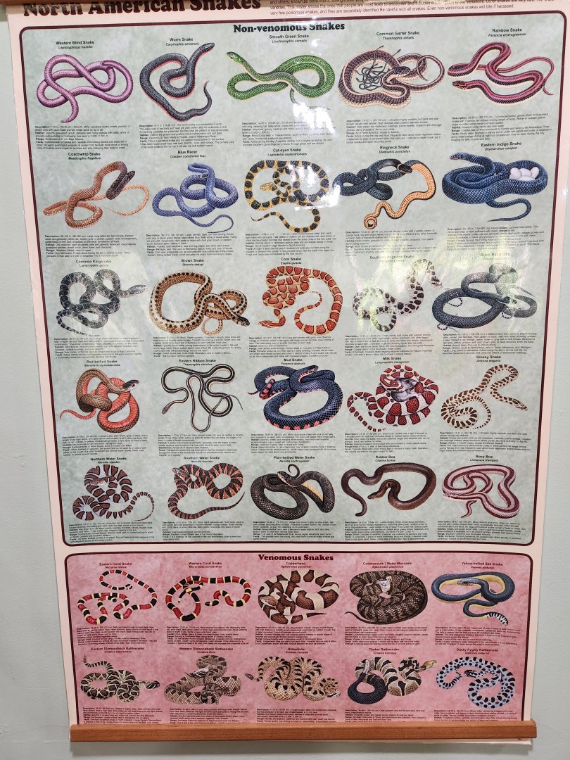 Woodford Cedar Run - Snakes of North America