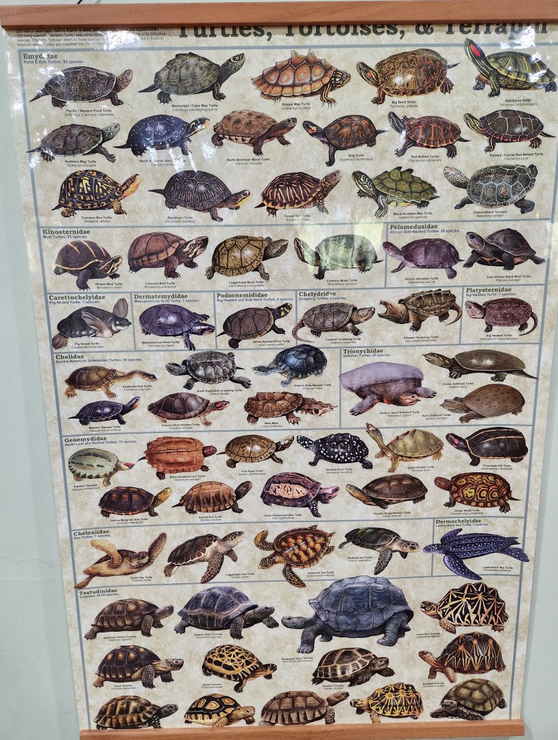 Woodford Cedar Run - Turtles of the world
