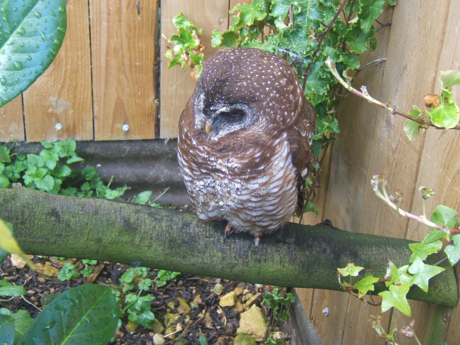 Woodfords Owl (Strix woodfordi)