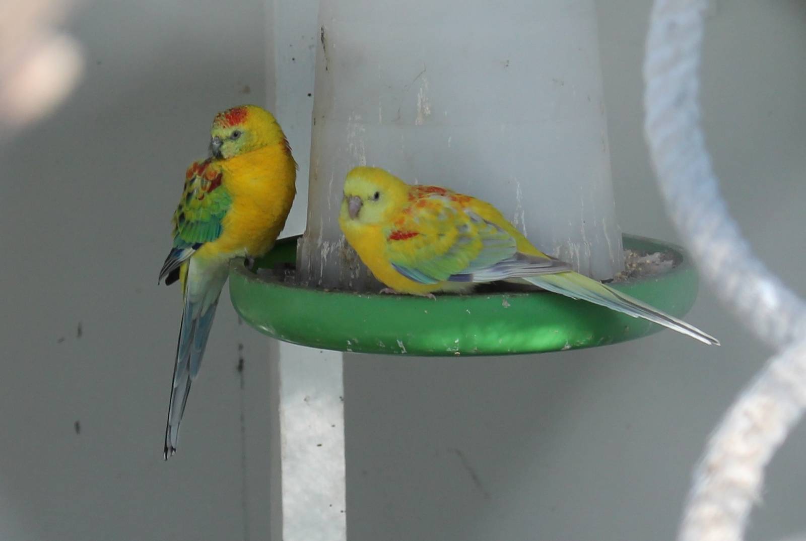 Woodham Park aviary, Christchurch
