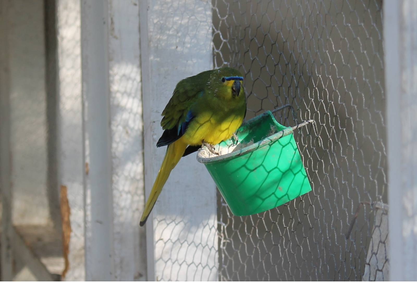 Woodham Park aviary, Christchurch