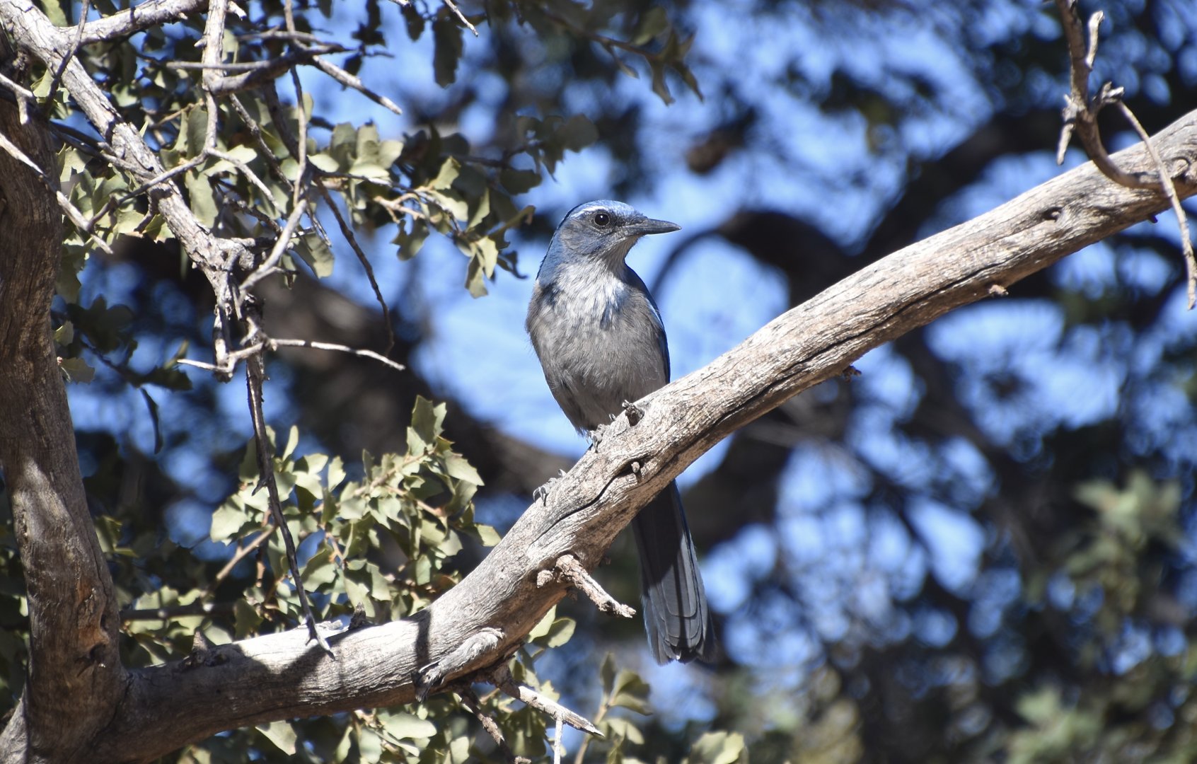 Woodhouse's Scrub Jay (Aphelocoma woodhouseii nevadae)
