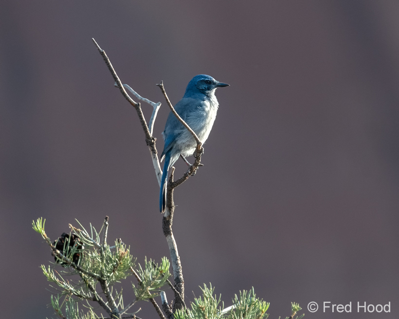 woodhouses scrub jay