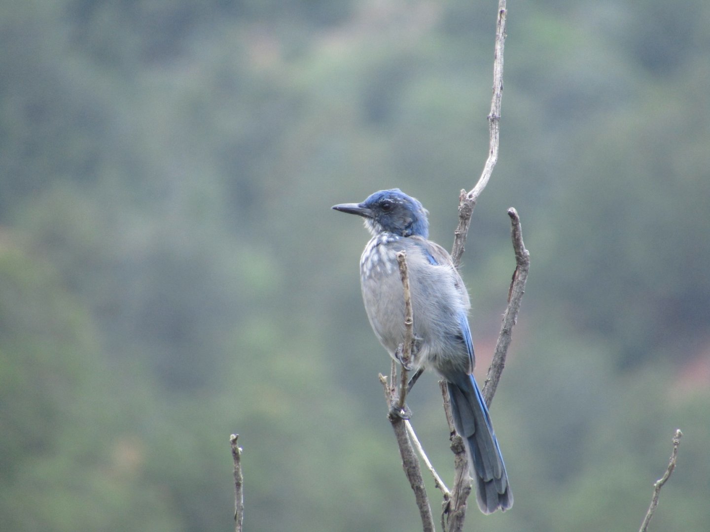 Woodhouse's Scrub Jay