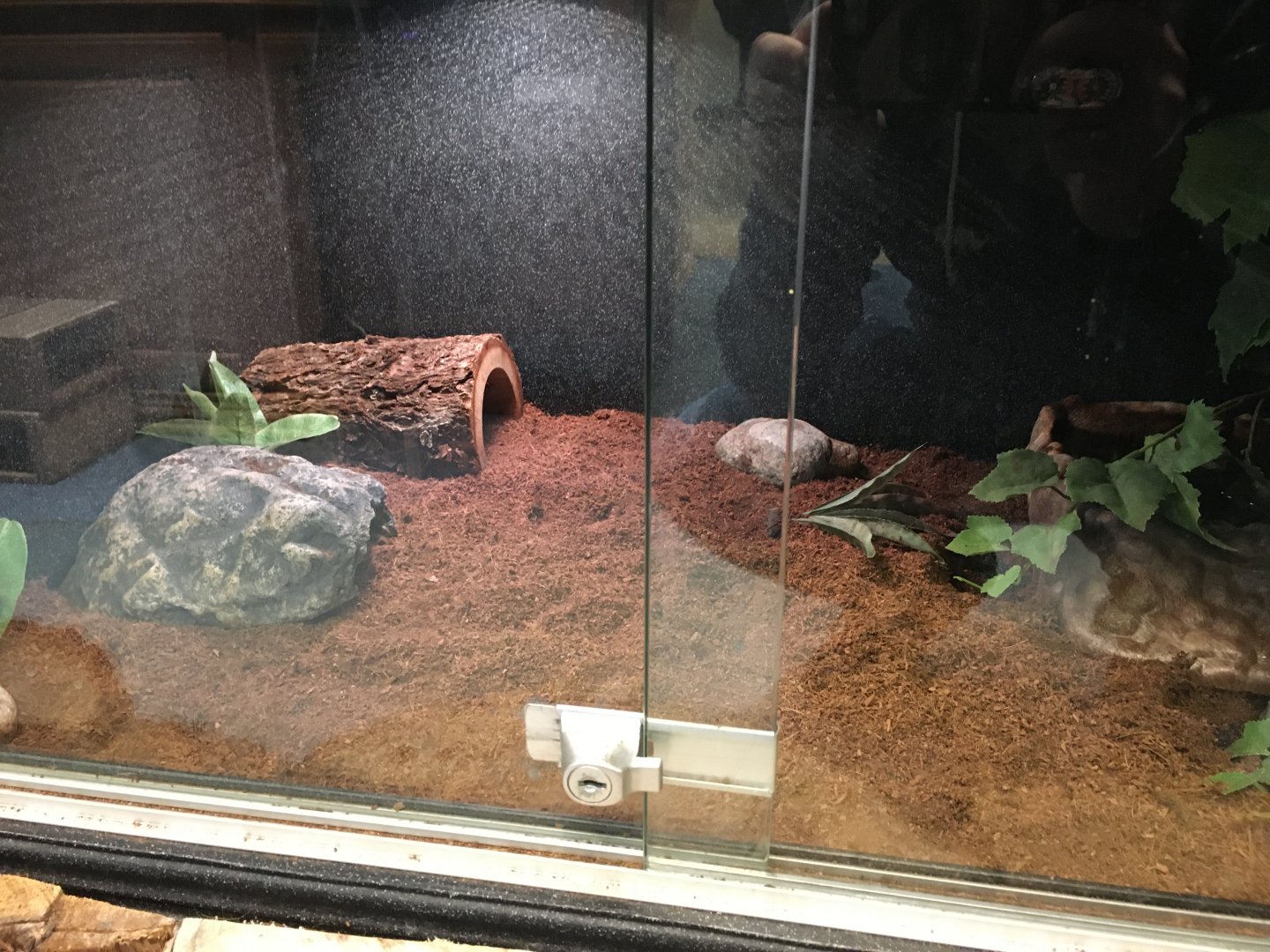 Woodhouse's Toad Terrarium