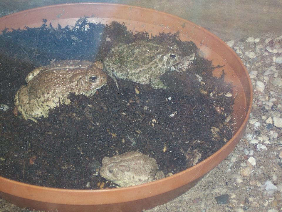 Woodhouse's toad