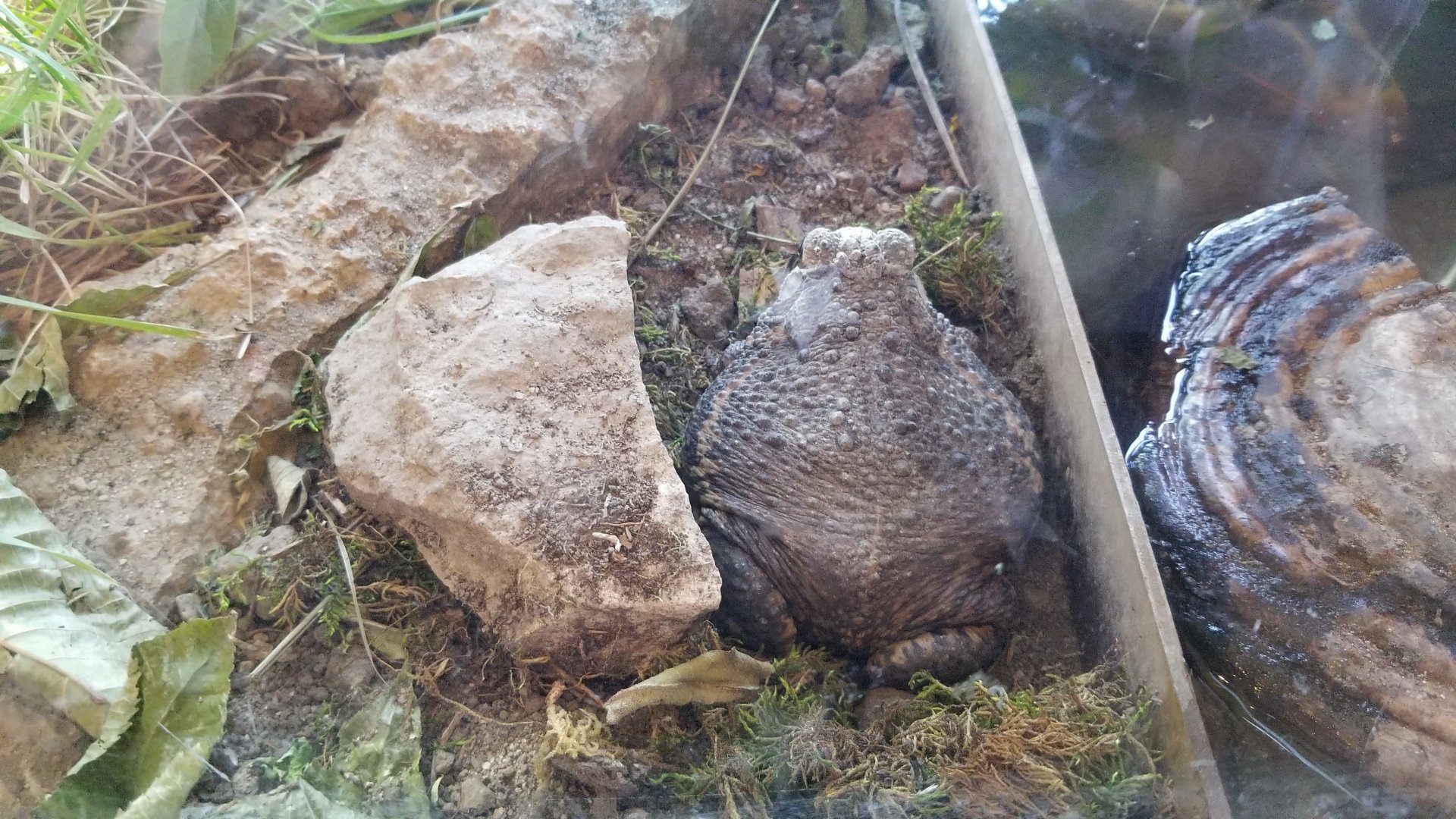 Woodhouse's Toad