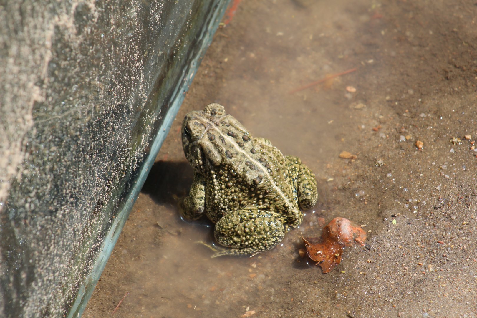 Woodhouse's Toad