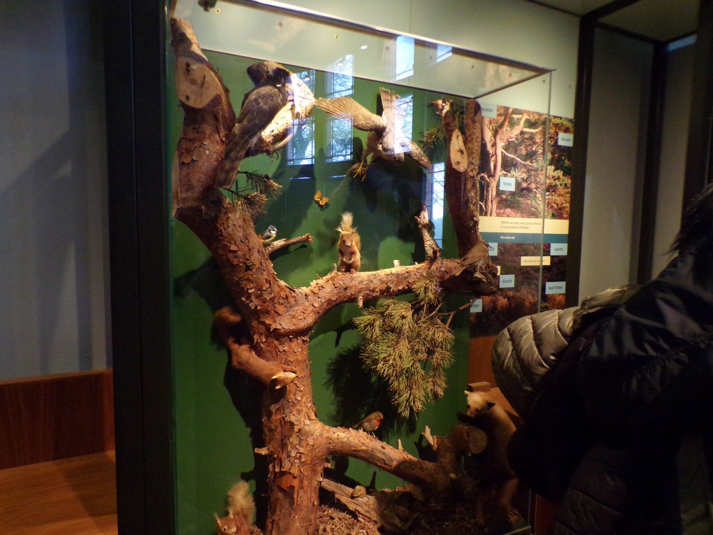 Woodland animal display (taken in Kelvingrove museum) 12.2.24