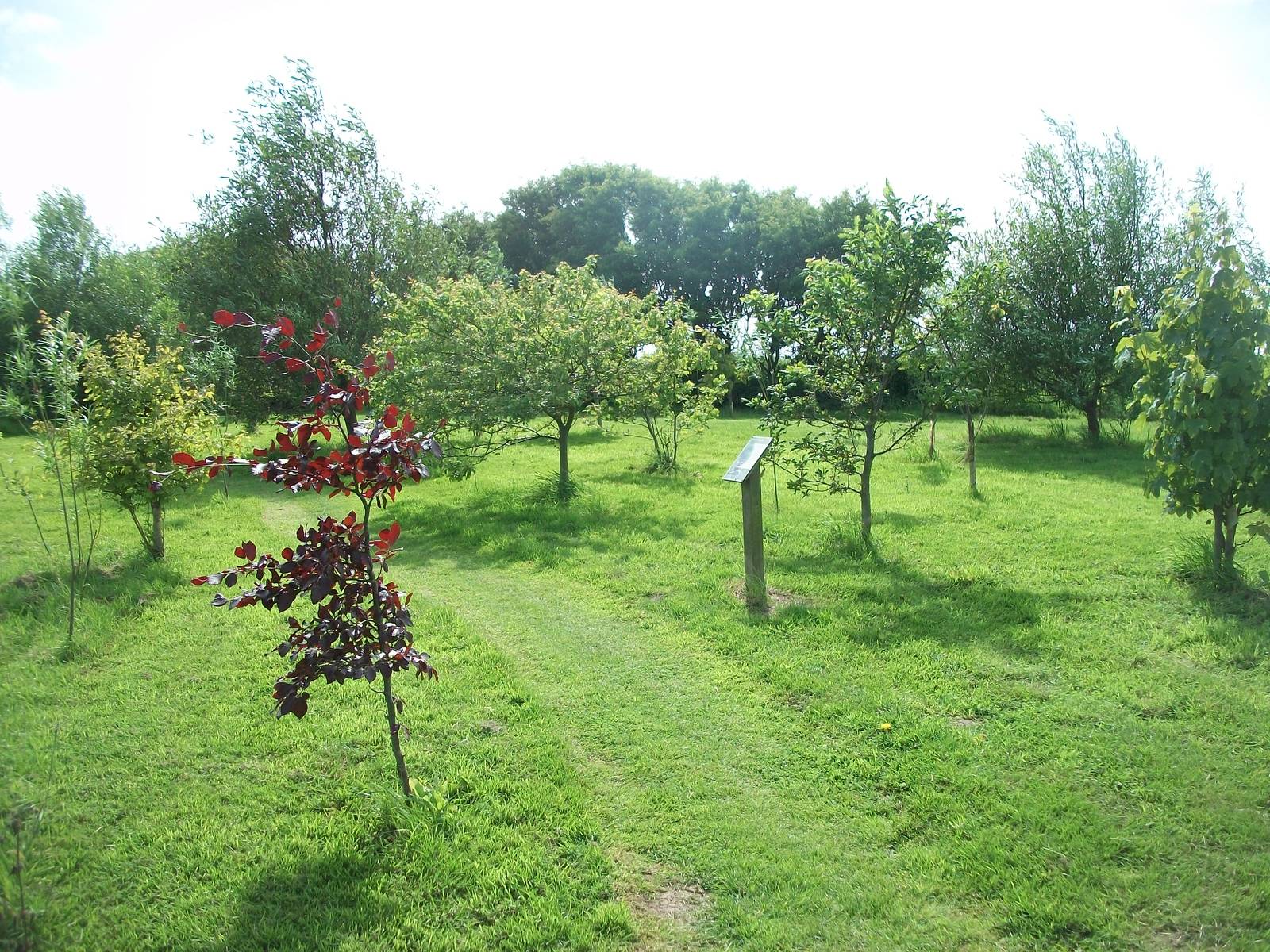 Woodland area, 19th June 2014