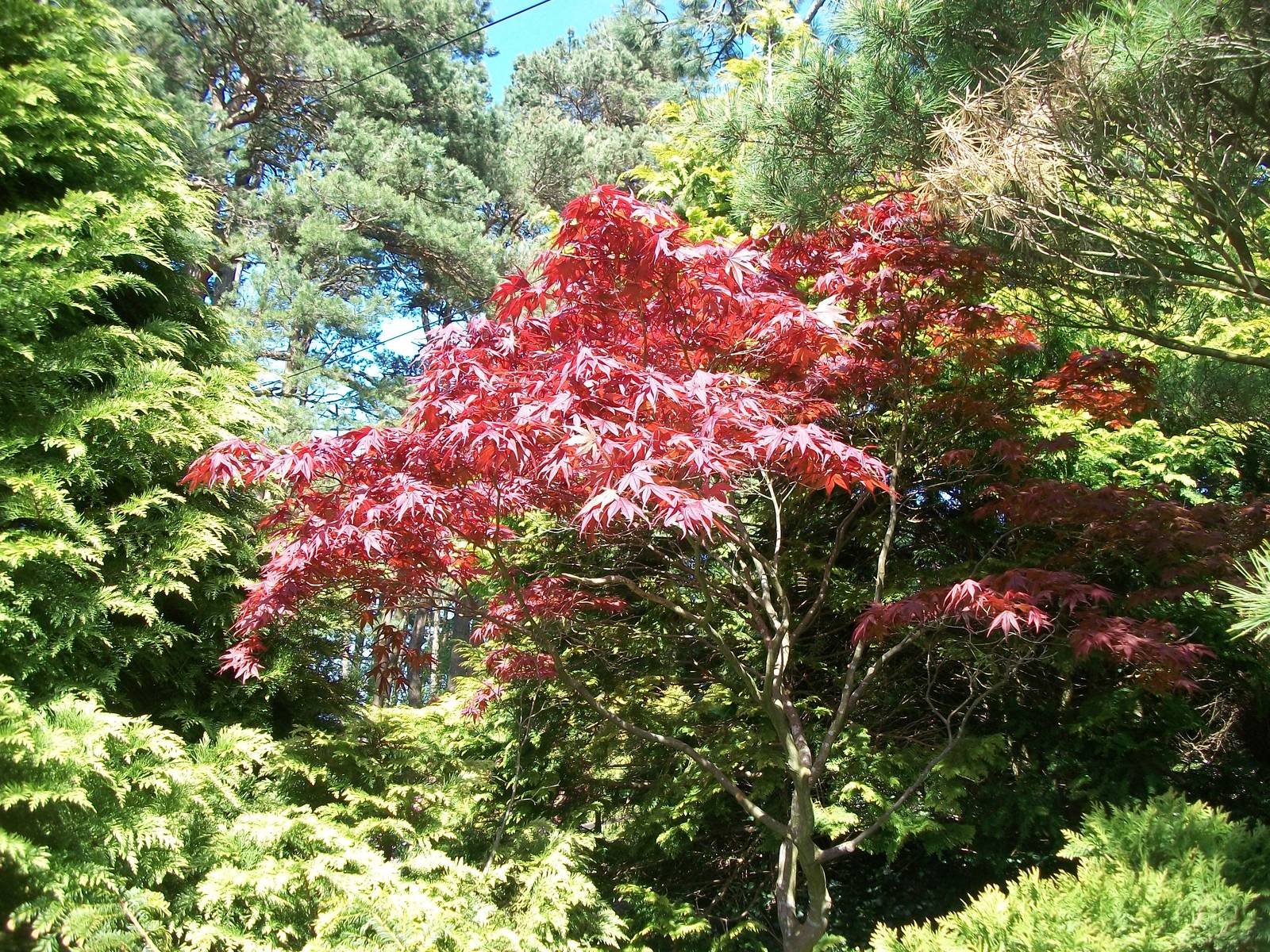 Woodland area 19th May 2013