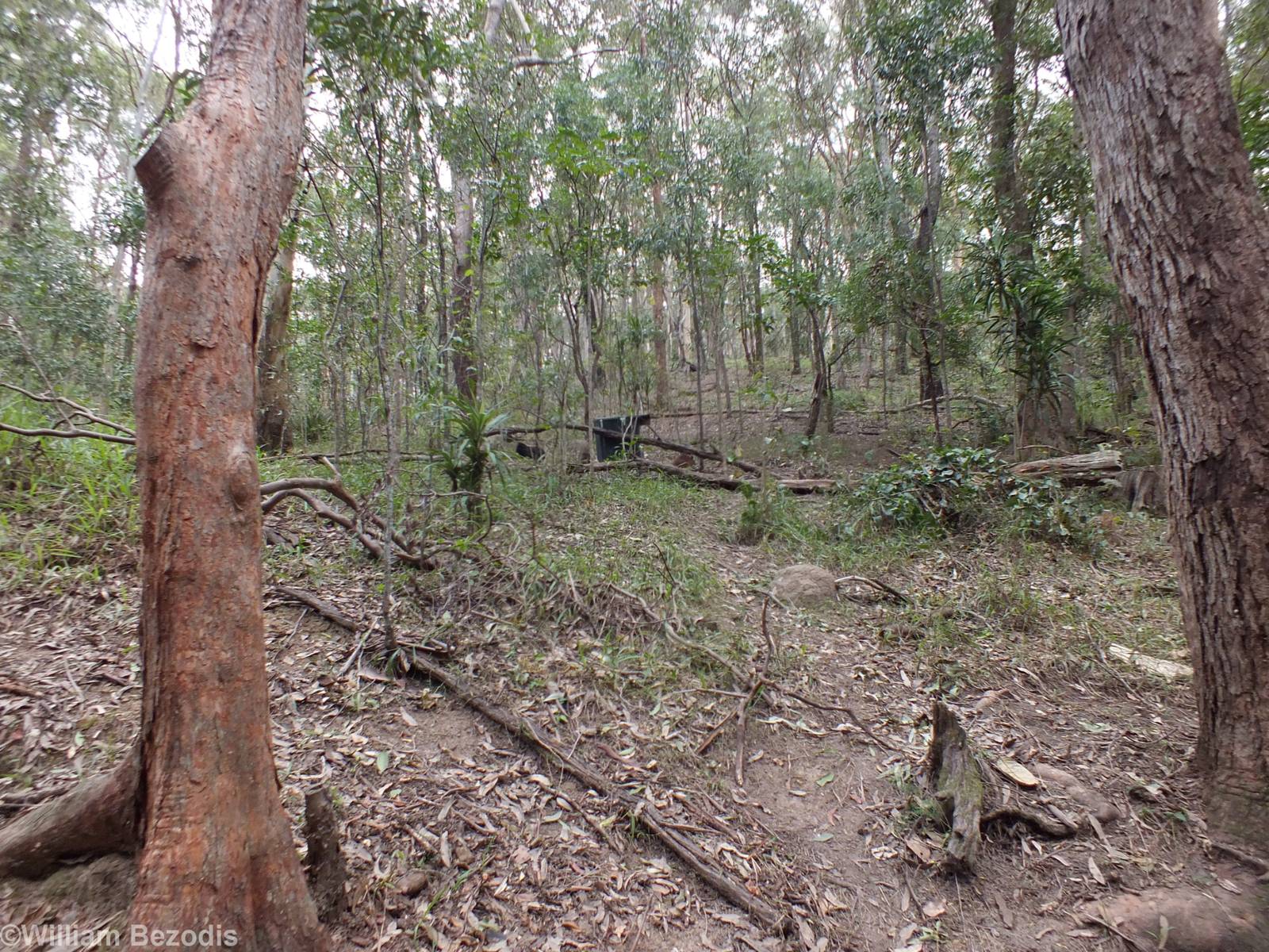 Woodland Area with Free-roaming Red-legged Pademelons