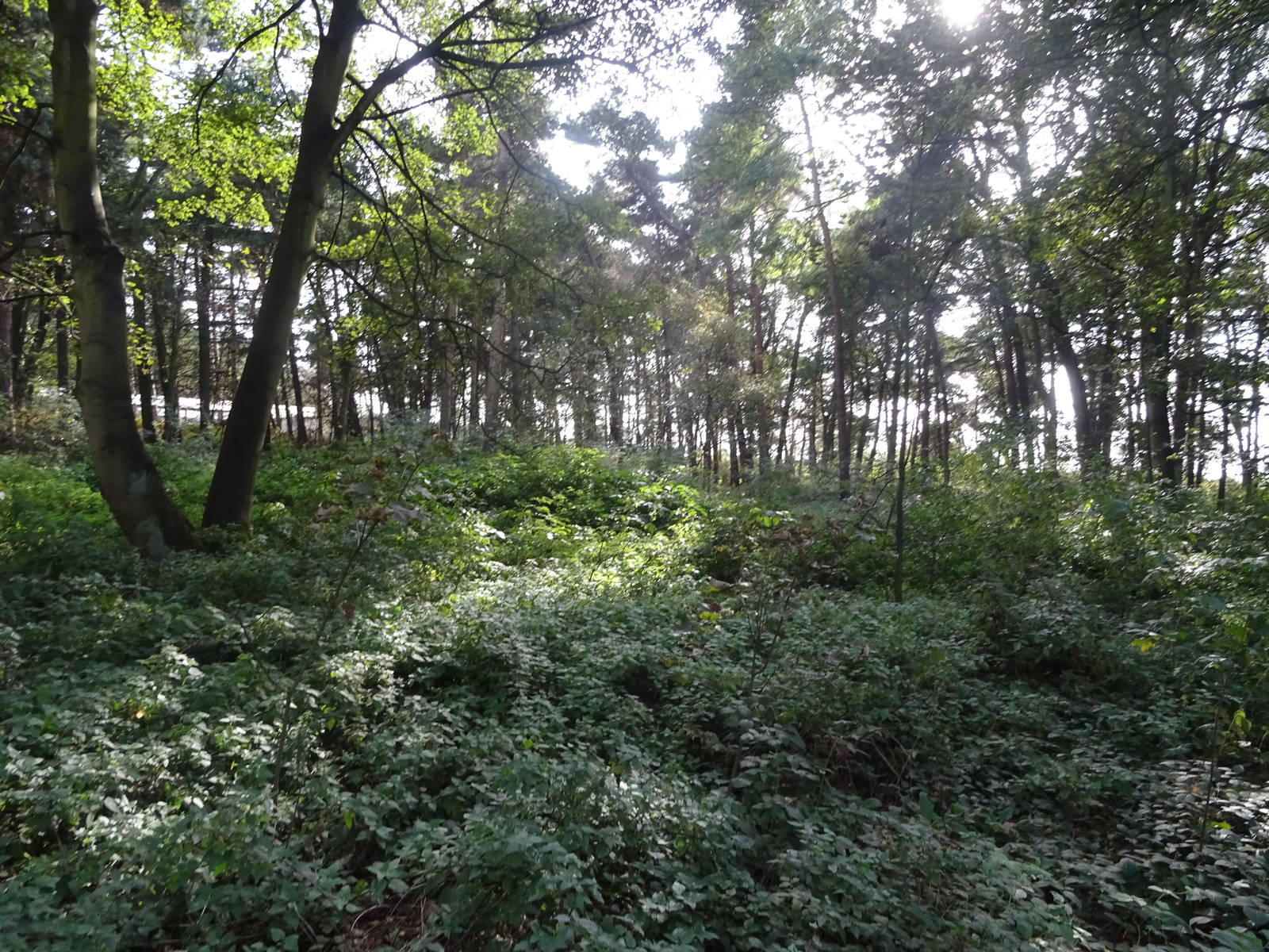 Woodland at Yorkshire Wildlife Park