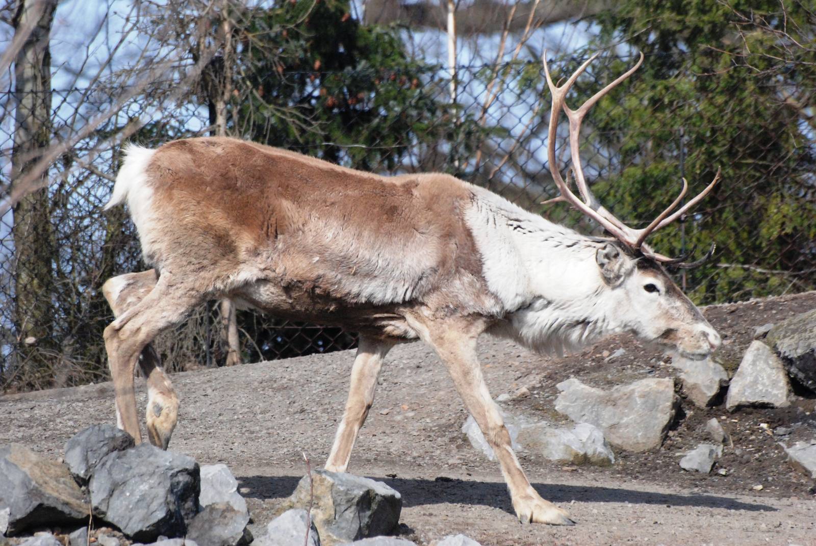 Woodland Caribou at Hannover, 23/03/13