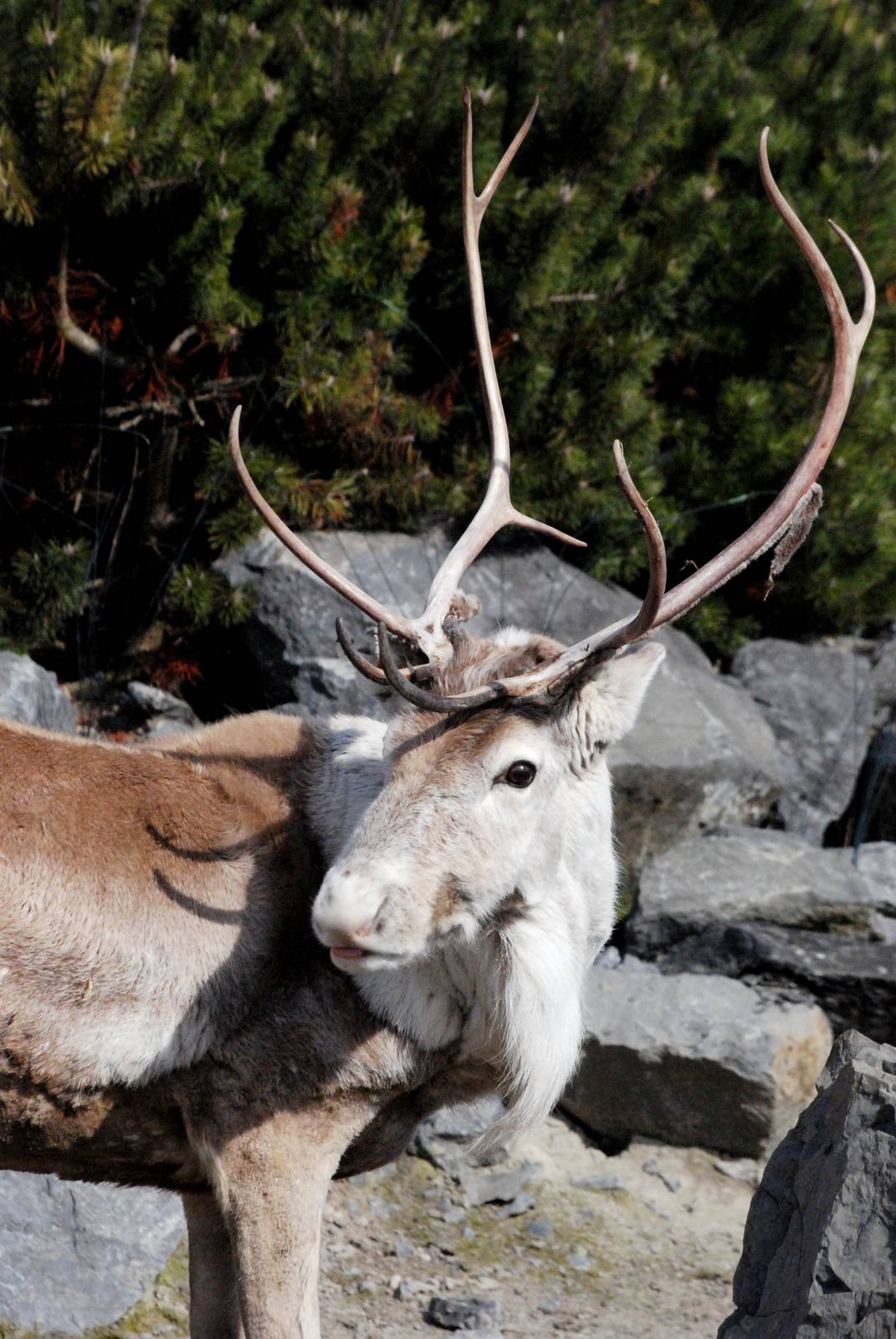 Woodland Caribou at Hannover, 23/03/13