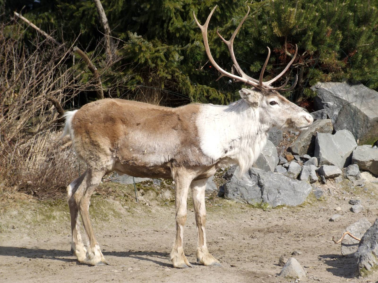 Woodland Caribou at Hannover, 23/03/13