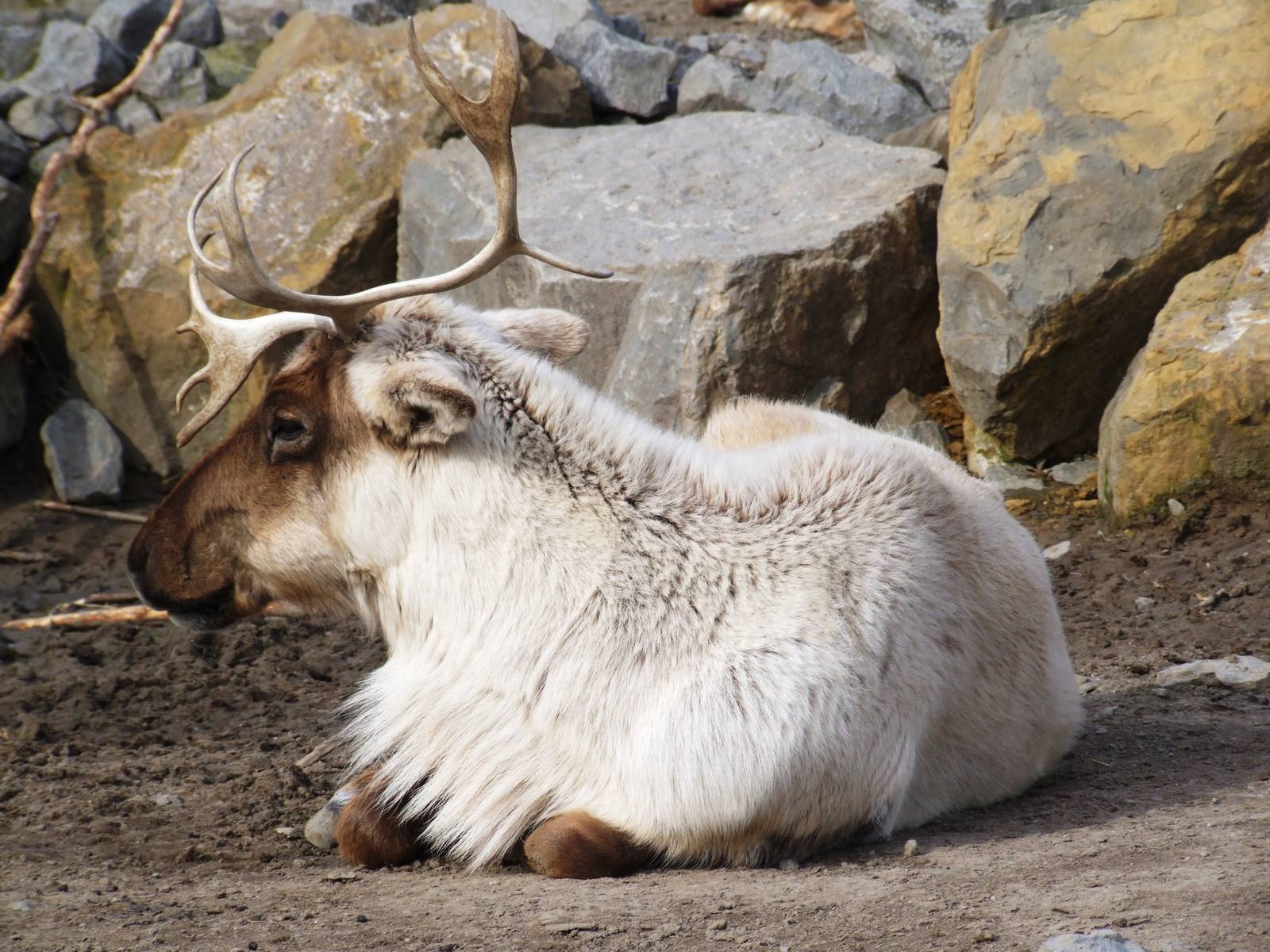 Woodland Caribou at Hannover, 23/03/13