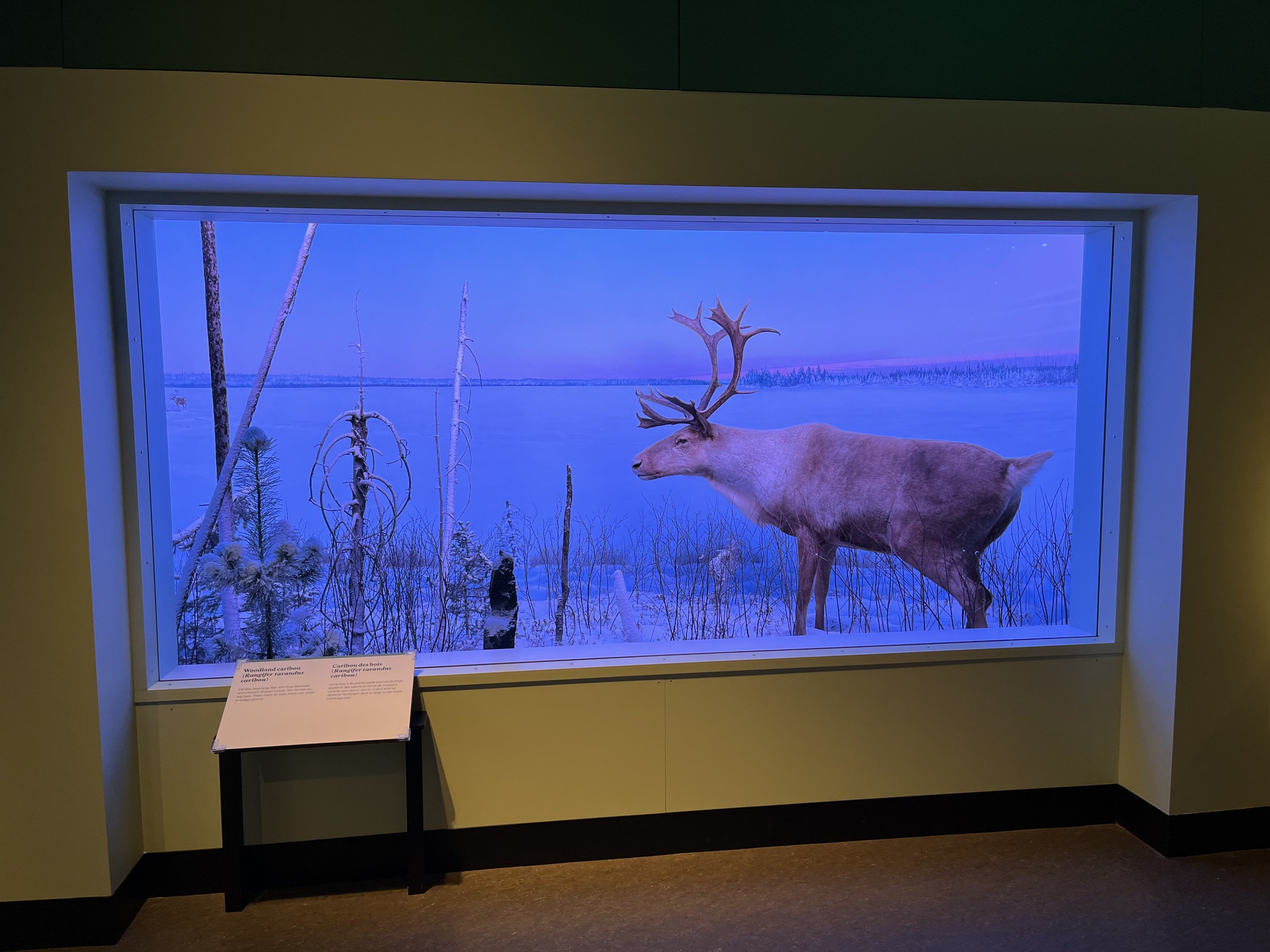 Woodland Caribou Diorama