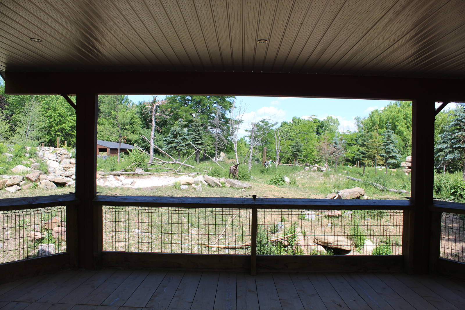 Woodland Caribou Enclosure - June 2016