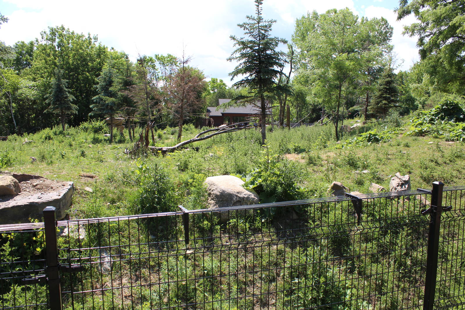 Woodland Caribou Enclosure - June 2016