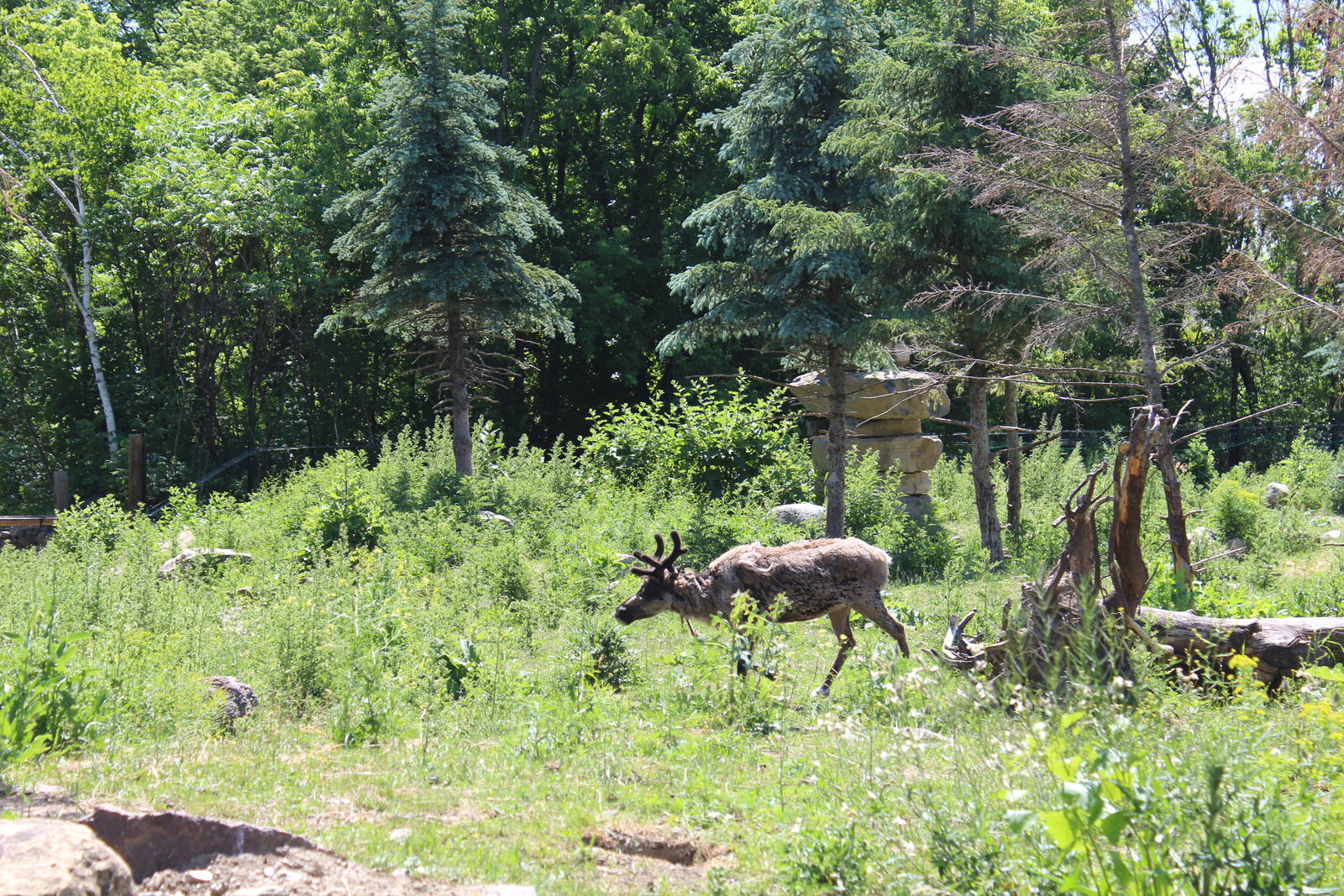 Woodland Caribou Enclosure - June 2016