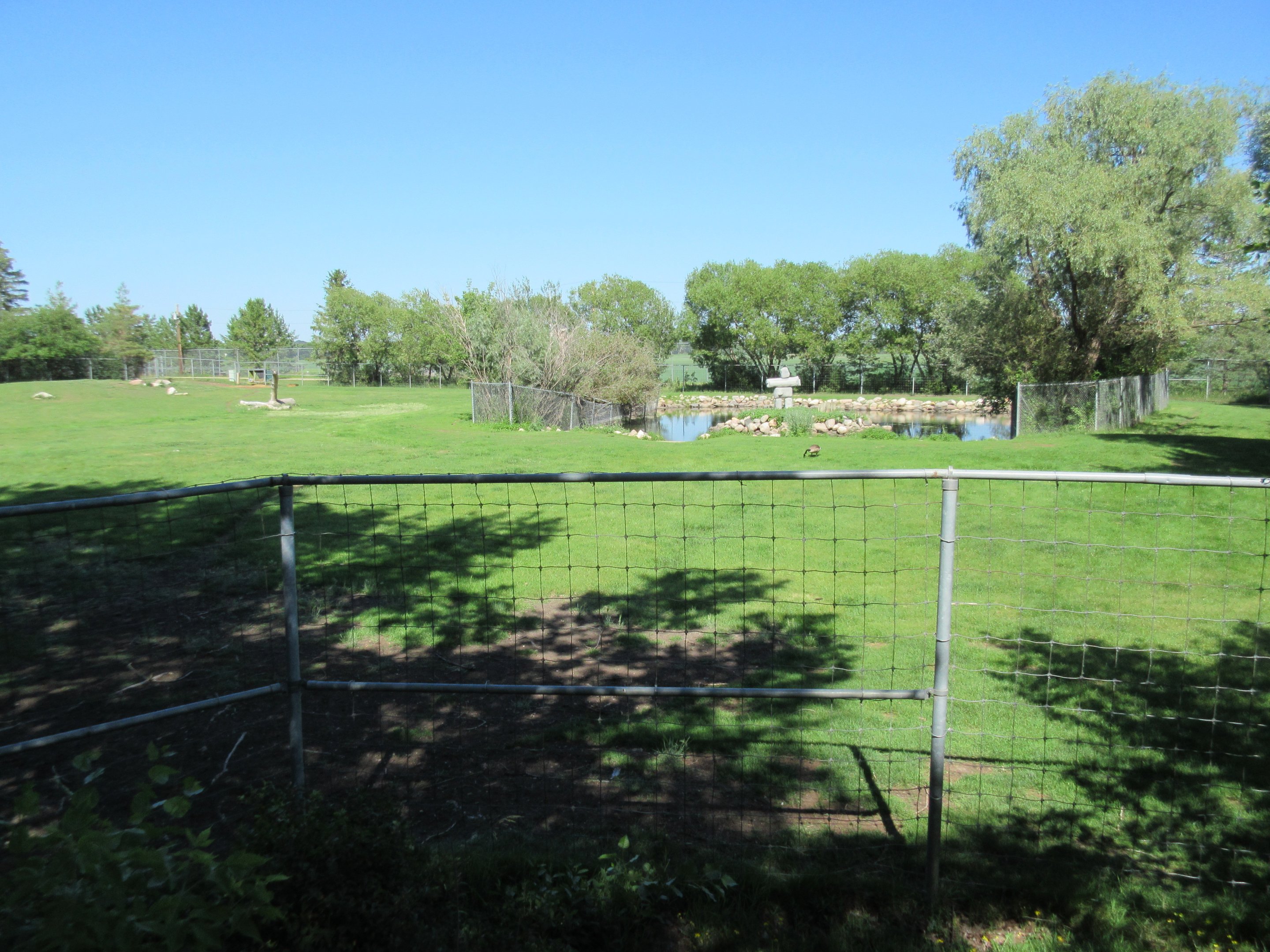 Woodland Caribou Exhibit
