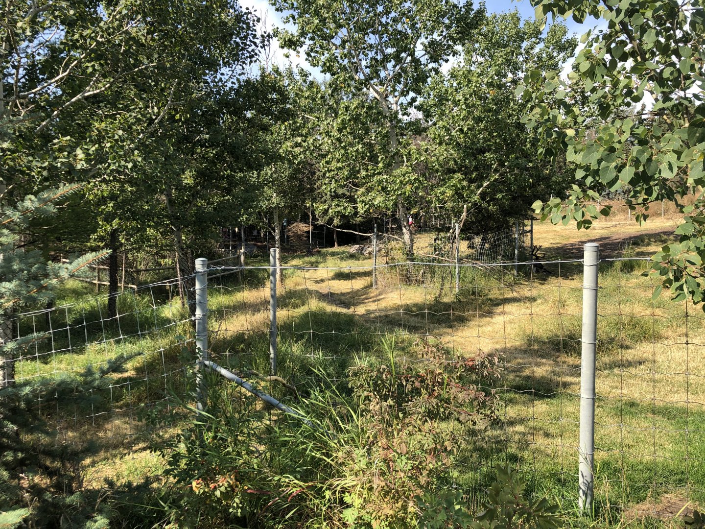 Woodland Caribou Exhibit