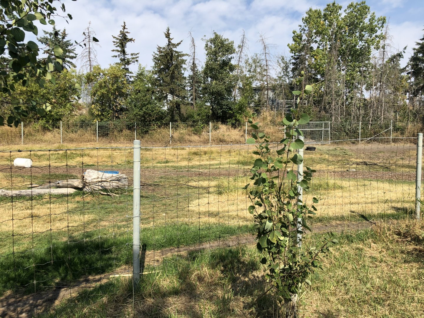 Woodland Caribou Exhibit