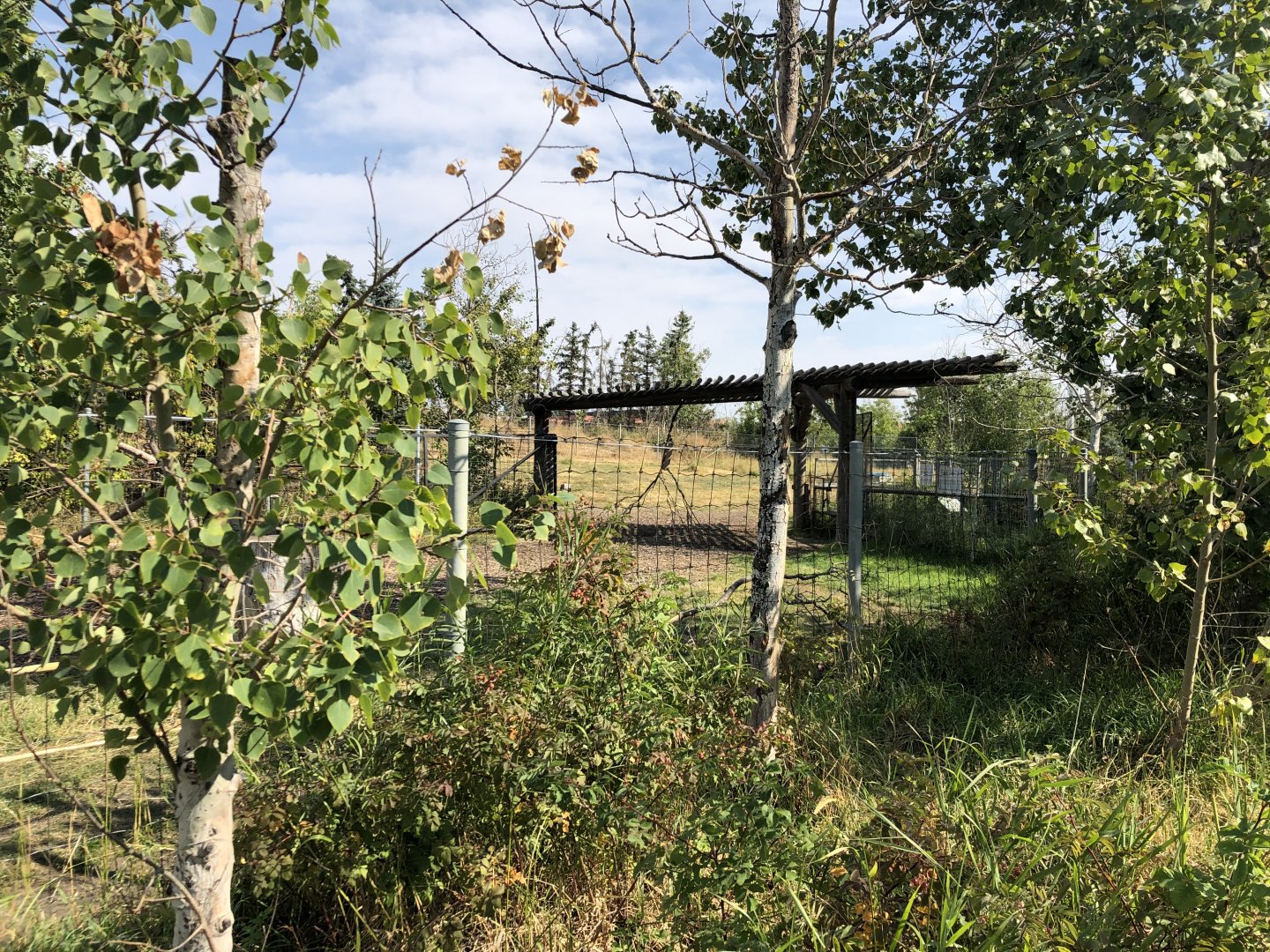 Woodland Caribou Exhibit