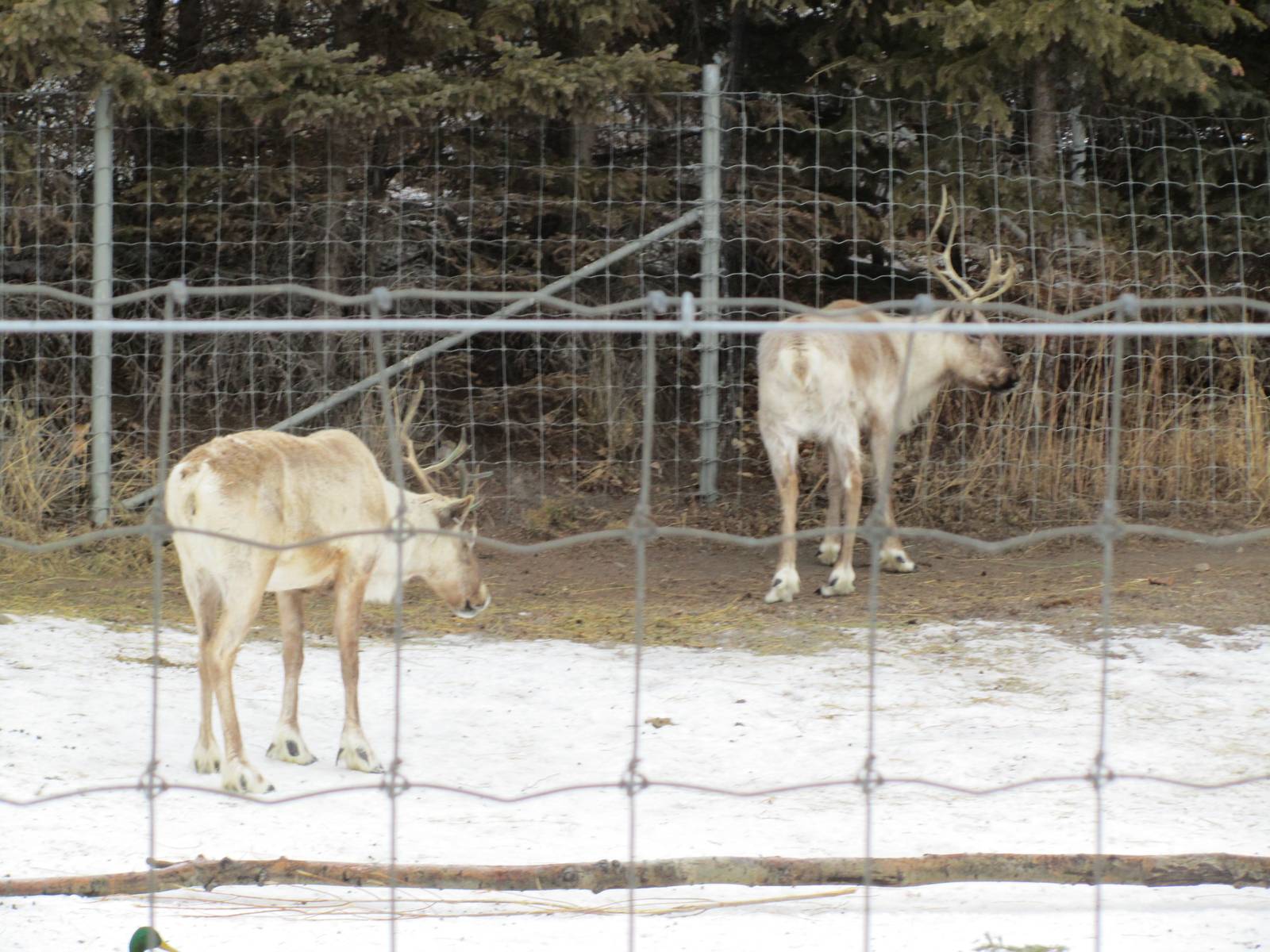 Woodland Caribou Females Dec 26