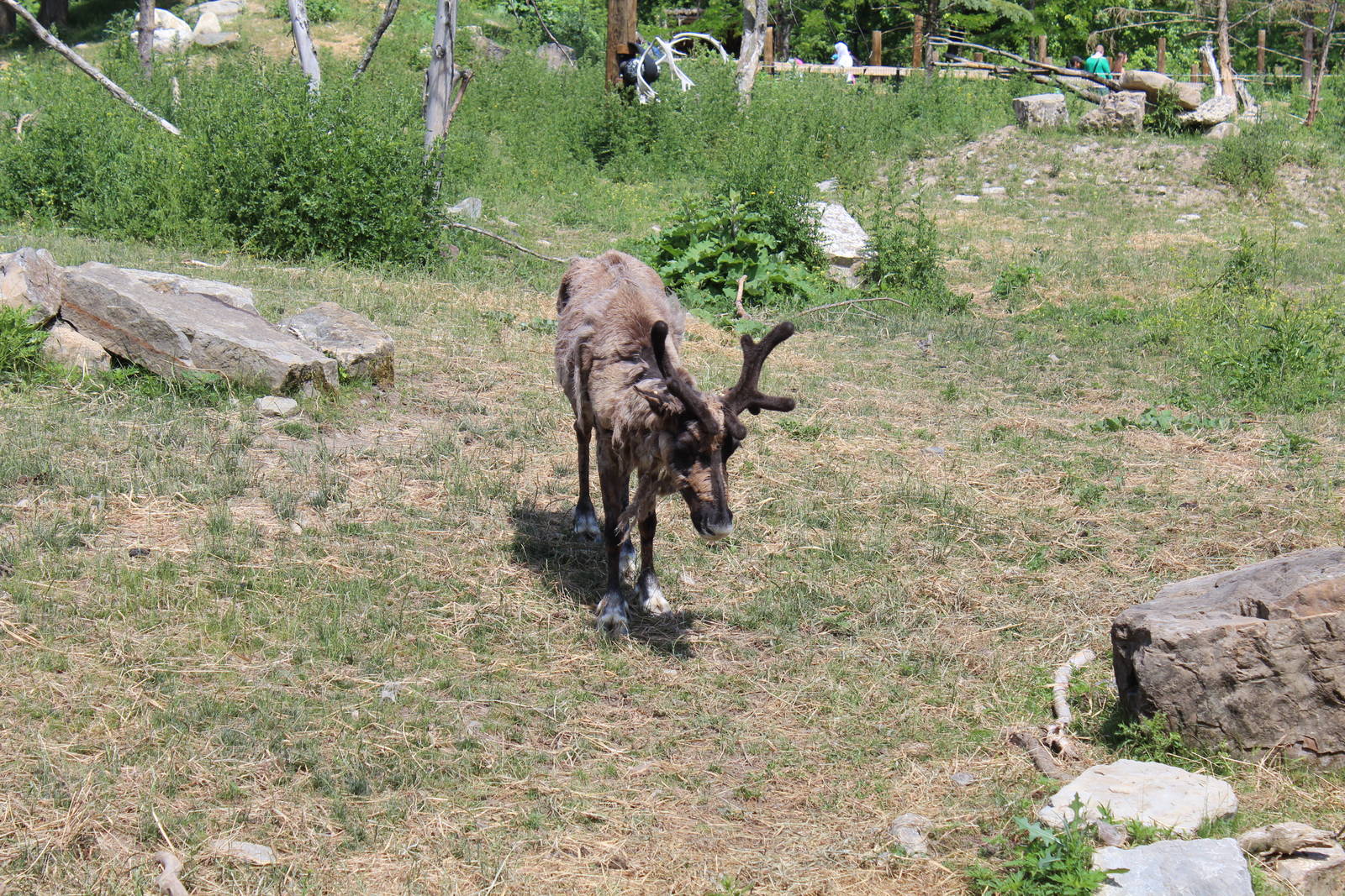 Woodland Caribou - June 2016