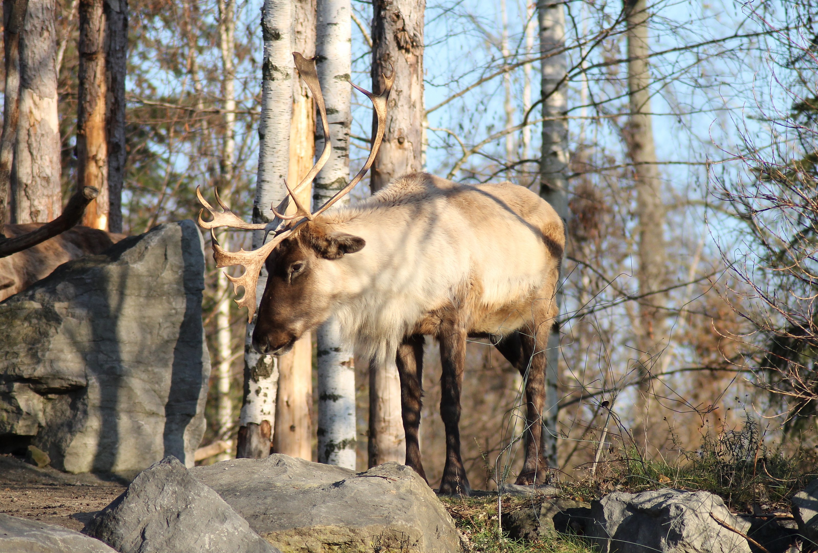 Woodland caribou (Rangifer tarandus caribou) - "Yukon Bay"