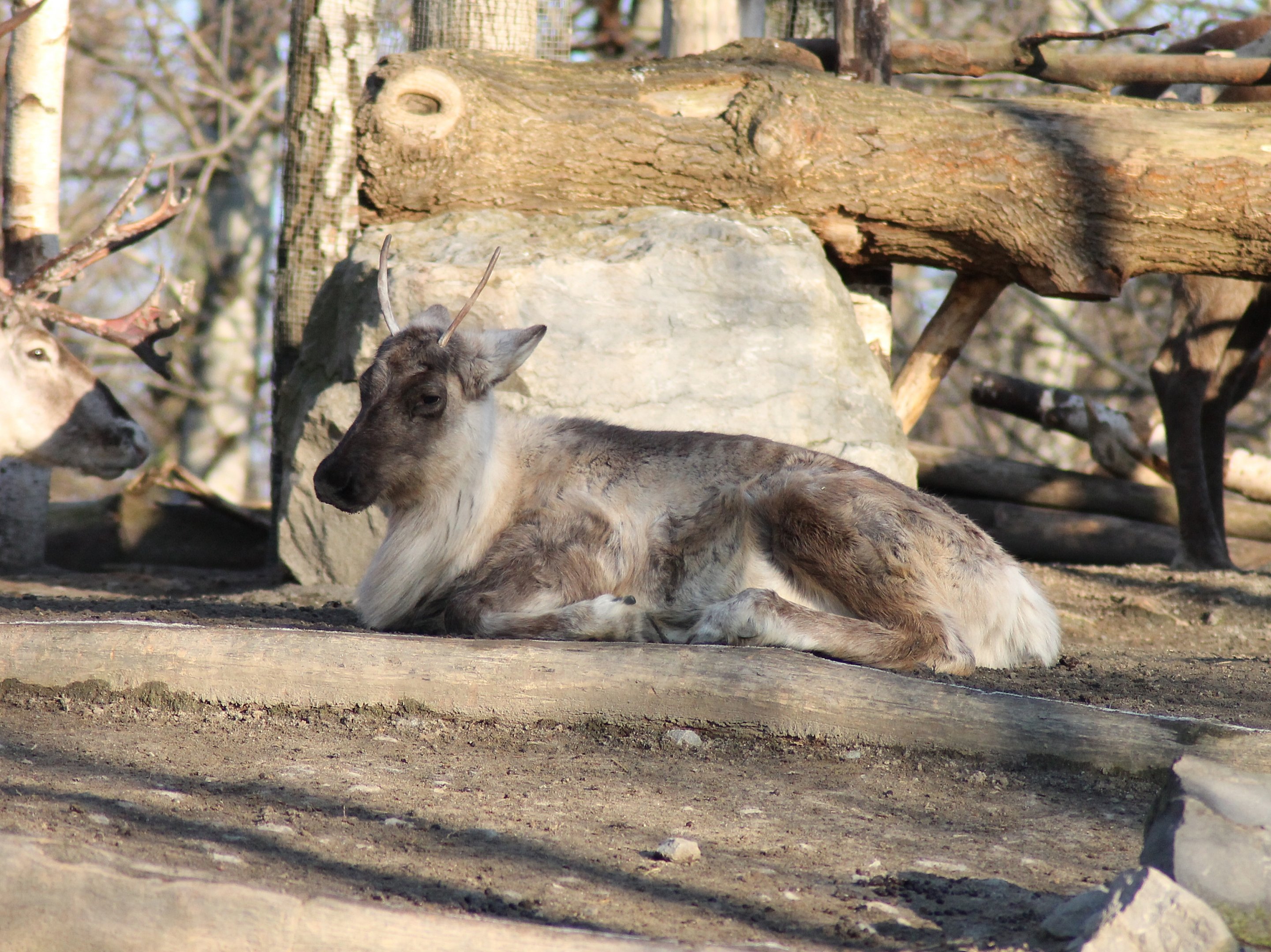 Woodland caribou (Rangifer tarandus caribou) - "Yukon Bay"