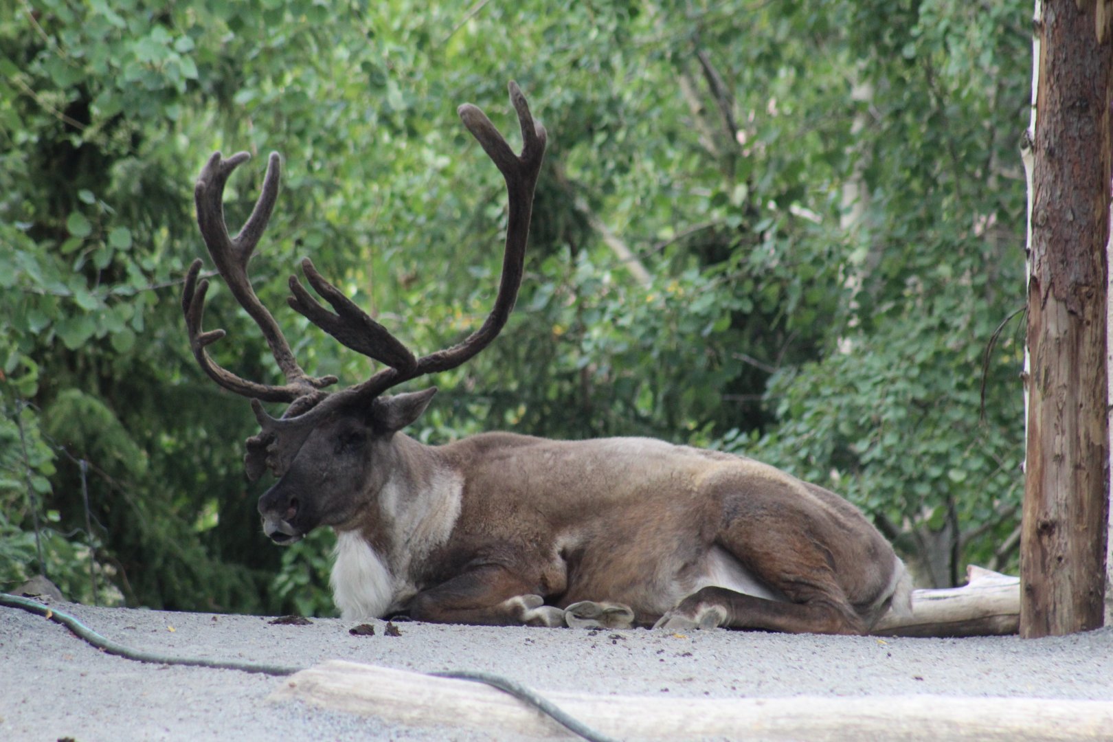 Woodland Caribou