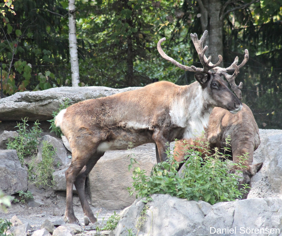 Woodland Caribou
