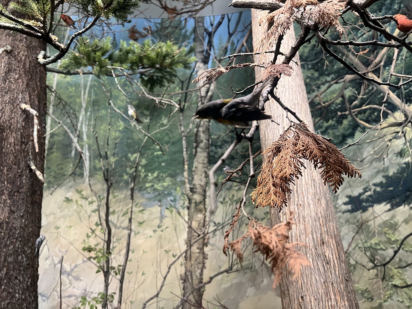 Woodland Diorama (Canada Jay?)