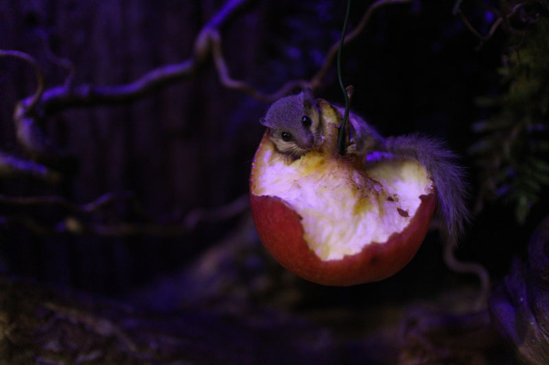 Woodland Dormouse (Graphiurus murinus)